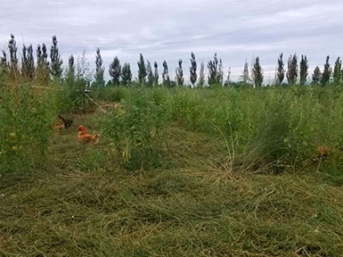 農(nóng)場(chǎng)展示